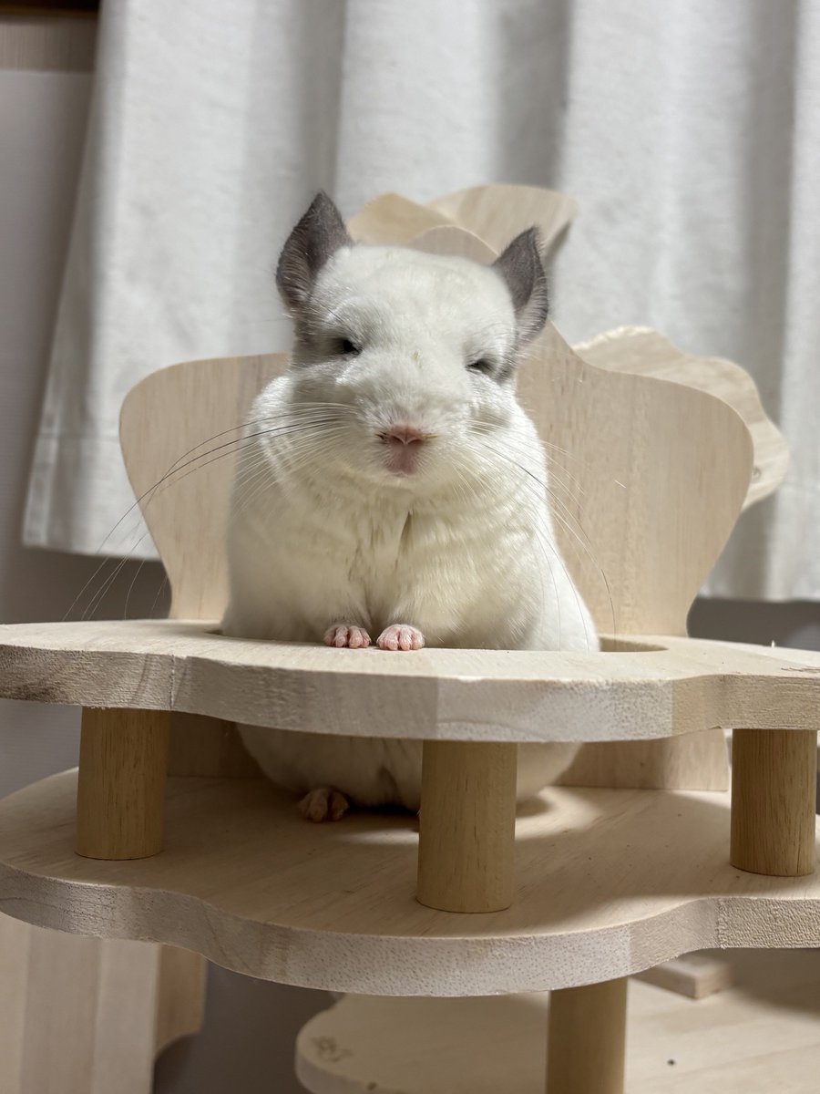 くまお くまおWとSR (@kumao669) / Posts / X