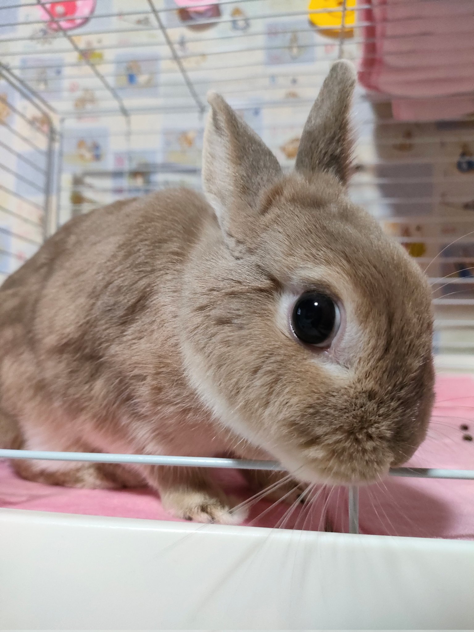 うさぎ様♡専用 うさぎのそらﾁｬﾝ🐰@お世話係の母 on X: 