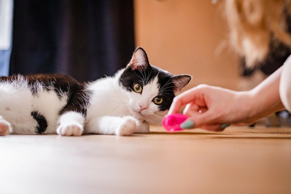 Together For Animals 🐱🐶🐴 tweet media