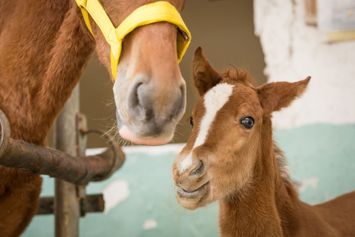 Together For Animals 🐱🐶🐴 tweet media