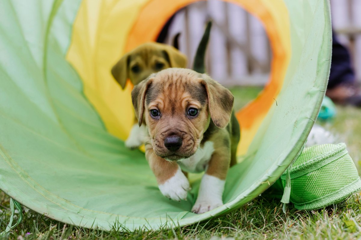 Together For Animals 🐱🐶🐴 tweet media