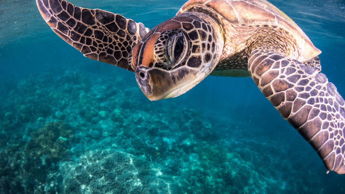 DavidGordo44507's tweet photo. ๐Have almost hit a new all-time high! Almost there, and weโre only getting started. Your bags belong in your wallet, not the ocean. ๐
Believe in the mission โ 30M MC is the goal. Hold strong, protect the planet, and ride this wave all the way๐๐ฌ #Unbagged #SaveTheOceans https://t.co/LnHlwJDVio