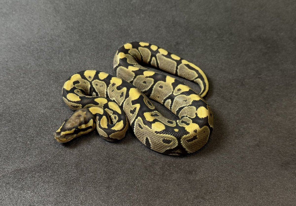 SHN_reptiles's tweet photo. 10月5日とんぶり市
ハイポdhet VPIトゥールゴーストクラウン
・2025SHNCB ♂
→48400円税込
皆様のご来場お待ちします!
#SHNCB
#とんぶり市
#burikura https://t.co/OrLLUPDwoK