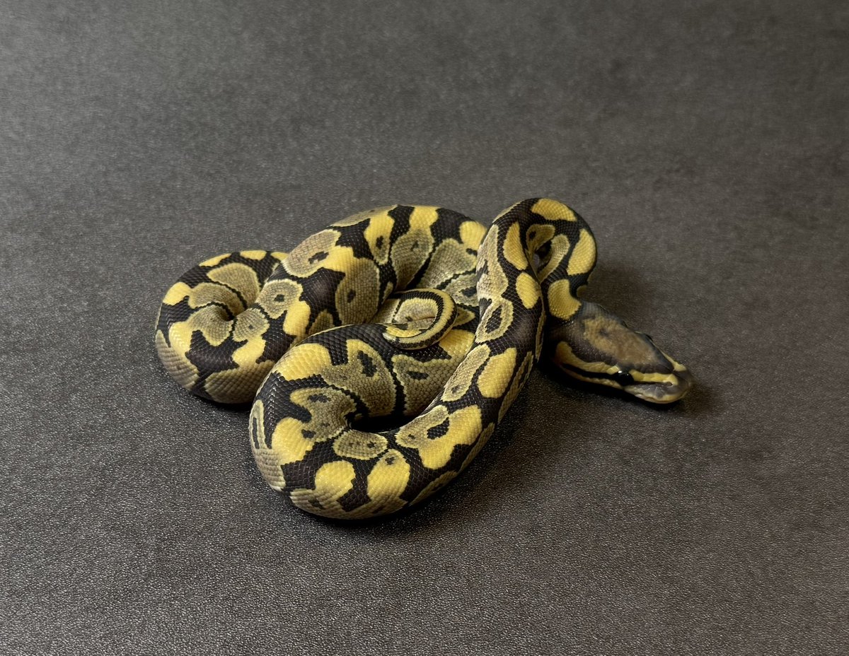 SHN_reptiles's tweet photo. 10月5日とんぶり市
ハイポdhet VPIトゥールゴーストクラウン
・2025SHNCB ♂
→48400円税込
皆様のご来場お待ちします!
#SHNCB
#とんぶり市
#burikura https://t.co/OrLLUPDwoK