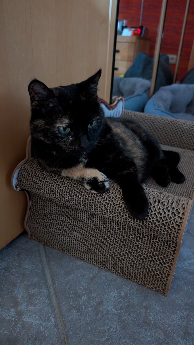 AndreasHartnack's tweet photo. Prinzessin Ninsja auf ihrem Thron 😻#Nordstadtkatzen https://t.co/3oqn6d4iCi