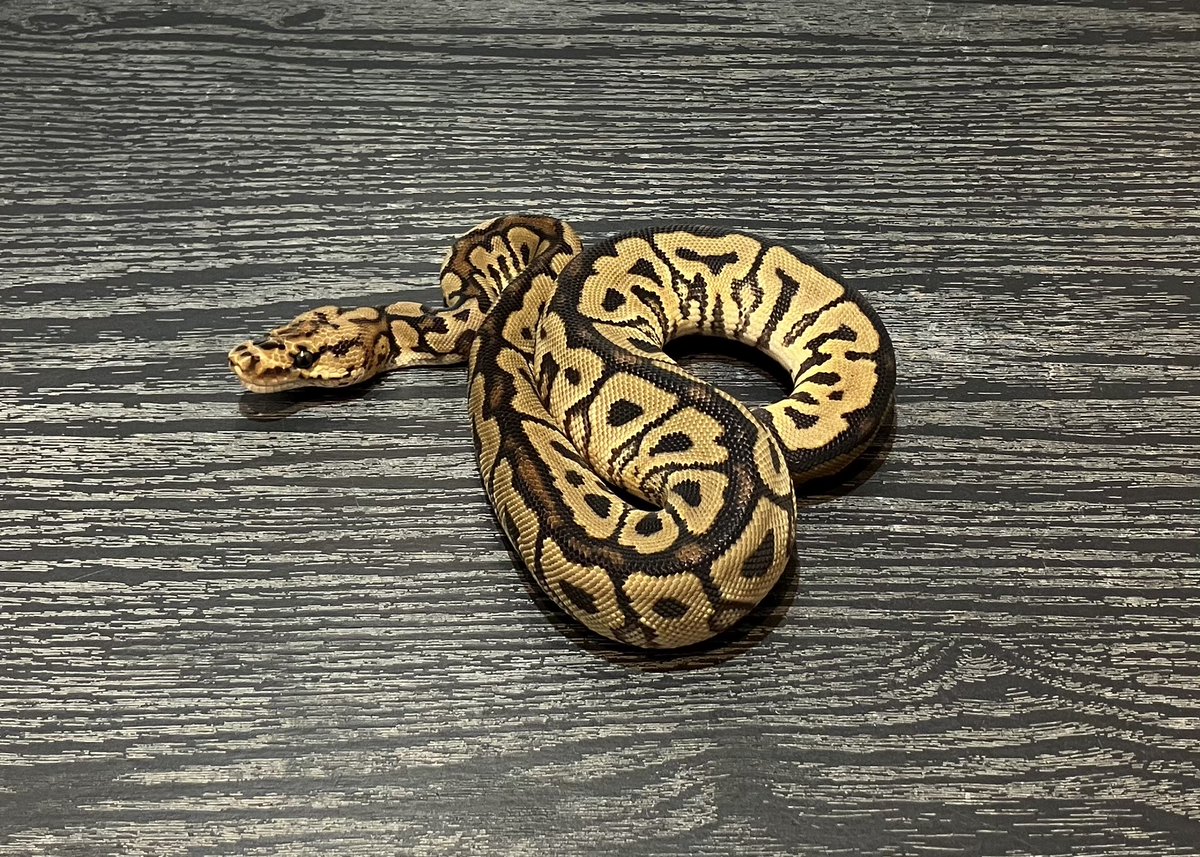 SHN_reptiles's tweet photo. 10月5日とんぶり市
スポットノーズクラウン
・2025SHNCB ♀
→48400円税込
皆様のご来場お待ちします!
#SHNCB
#とんぶり市
#burikura https://t.co/wcZKVpOGyu