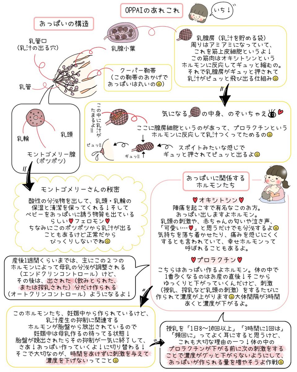 manmaru_jyo_sun's tweet photo. 【OPPAIのあれこれ】
なんだか近頃母乳推しは迷惑、しんどい、とか、助産師の押し付け、とか思われて（思わせて）しまう傾向をXでも感じていたり、これにより辛い気持ちになる方もいるのかなとか色々なことを考えて、載せようか迷いました。が、3枚目のまんまるの長い独り言に書いたような思いがあり、載せます。母乳、授乳についての知り得るべき知識を「知らなかった」「教えてもらえなかった」で後悔する選択はしてほしくない🙂‍↕️知った上で母乳ミルク混合を選択してほしい🙂‍↕️

D-MERについても触れています。（実は私もディーマー経験しました。それはまたいつか✍️）
強いディーマー以外でも母乳をあげられない事情がある方もたくさんいらっしゃいます。
その中でもママさんベビさんにとって最善の方法で幸せに過ごせるお手伝いがしたいものです。

ママたち、ママになる方たち、ご家族、看護.助産学生さん、新人さん、皆様へ🤲

参考文献
ペリネイタルケア　2024.1
水野先生のつらくない！母乳育児　まずは生理学＆最新エビデンスを網羅！イマドキのお母さんに寄り添うケアのすべて

日本ラクテーション・コンサルタント協会訳
母乳育児がうまくいくための10のステップ：「母乳育児成功のための10カ条」2018年改訂版
2018.9