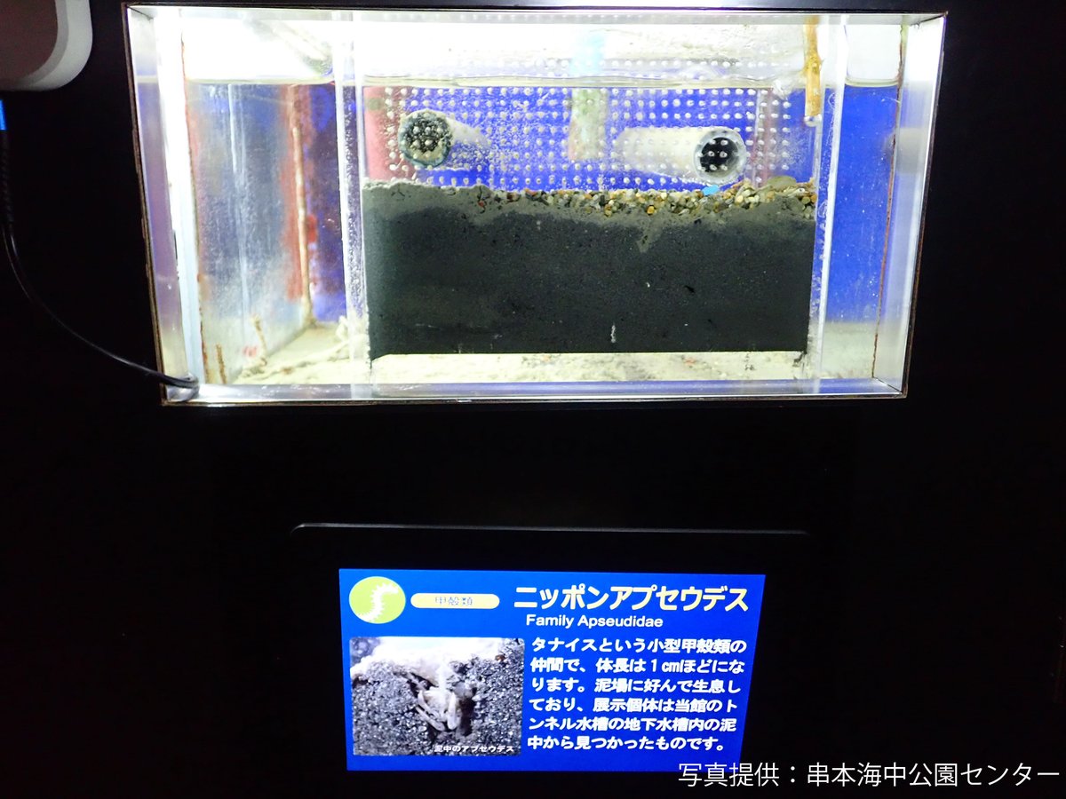 オイカワの剥製　美品　珍作 オイカワの剥製 美品 珍作 - メルカリ