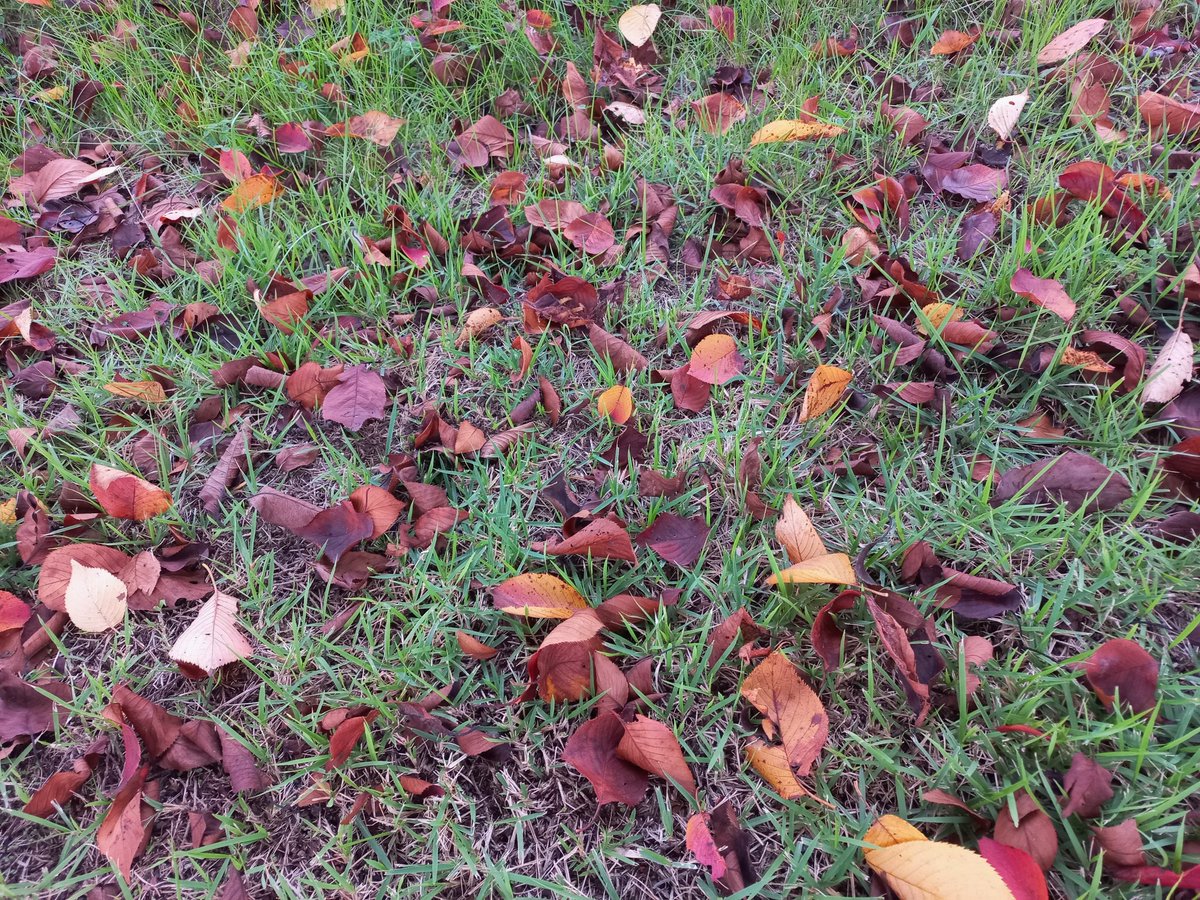 가을을 찾아 걸었다.
조금 더 가면 겨울을 
만날까 두려워 여기에서
멈추었다.
오늘 걷기는 5킬로미터.