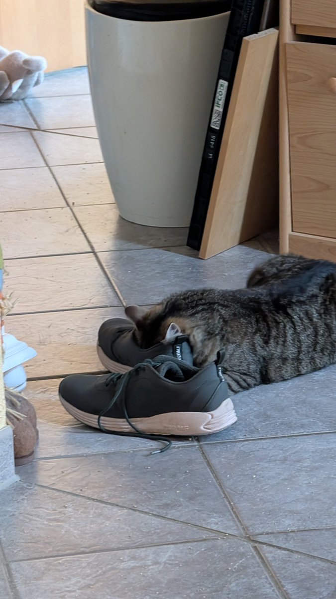AndreasHartnack's tweet photo. Sandra-Sabrina hat einen ausgeprägten Schuh-Fetisch #Nordstadtkatzen https://t.co/TIjI3HoLUP