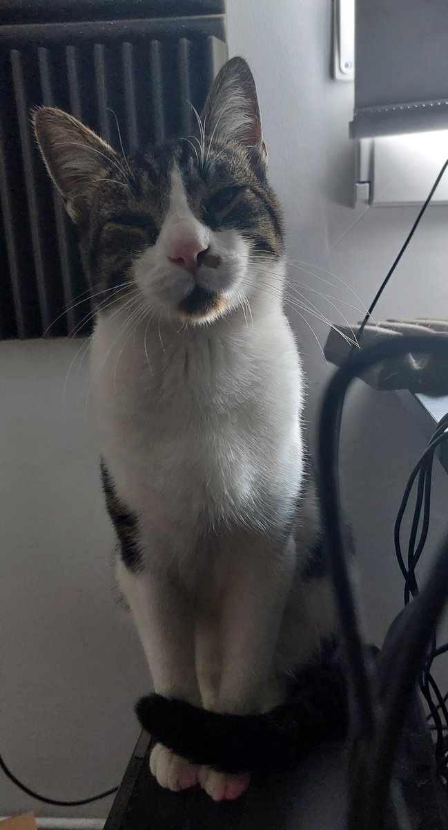RanguGamer's tweet photo. Le ha dicho la veterinaria que es muy bueno otra vez. De los gatos que mejor se portan de los que ha conocido :3
(Le dio conjuntivitis, al final) https://t.co/wqMUNOGql0