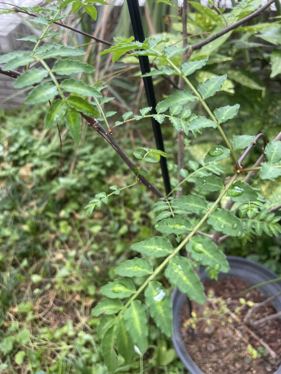 猛暑にやられてパリパリになってしまった山椒が秋の追肥と気温の落ち着きにより息を吹き返しました。
ホッとしたのも束の間、喜んだのは私だけではなく蝶たちもだったようで…毎朝の幼虫チェックが欠かせません。

幼虫を養える程のわさわさになってくれるようお世話しなければ…