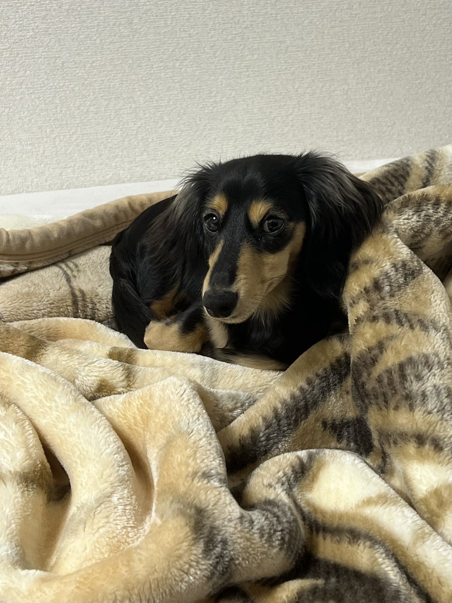 しか煎餅 tweet media