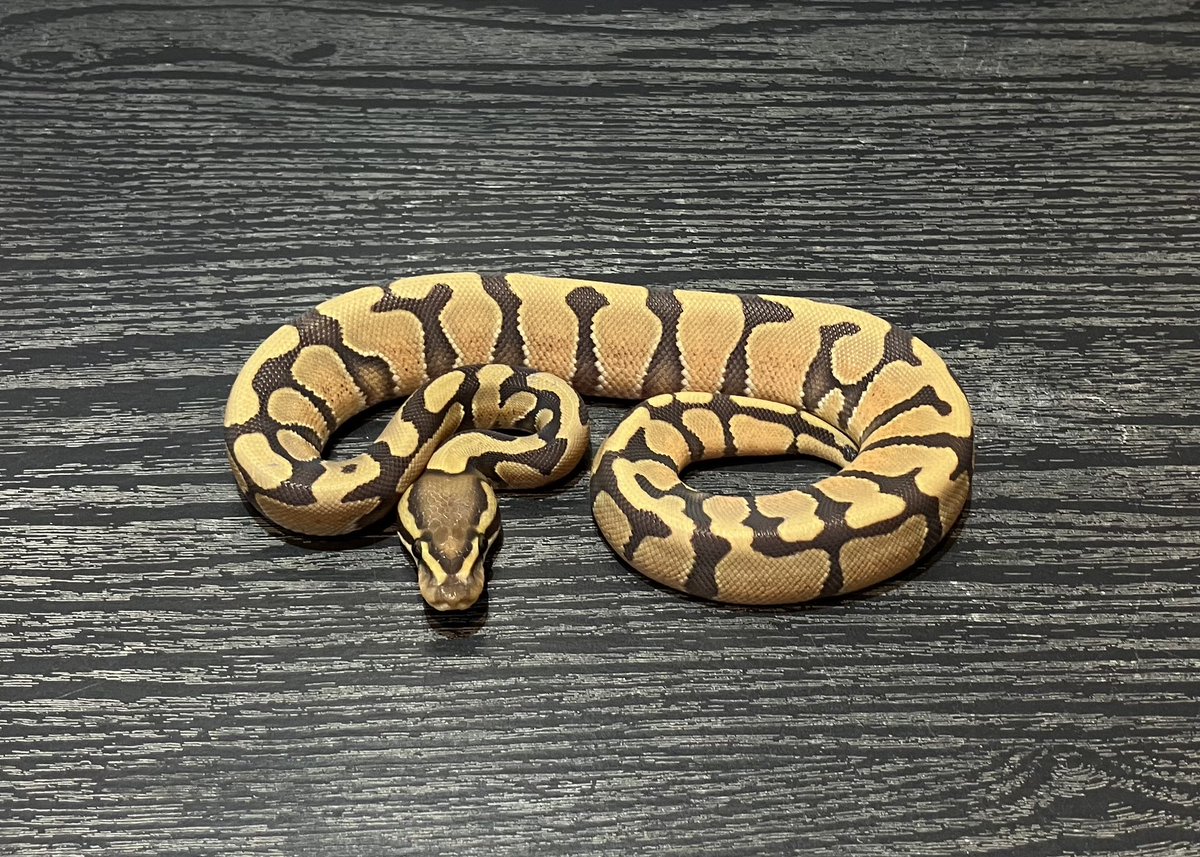 SHN_reptiles's tweet photo. 10月5日とんぶり市
エンチハイポヘテロTri-strip
・2025SHNCB ♂
→48000円税込
皆様のご来場お待ちします!
#SHNCB
#とんぶり市
#burikura https://t.co/iPTPQ6EqKo