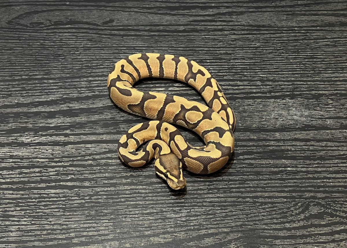 SHN_reptiles's tweet photo. 10月5日とんぶり市
エンチハイポヘテロTri-strip
・2025SHNCB ♂
→48000円税込
皆様のご来場お待ちします!
#SHNCB
#とんぶり市
#burikura https://t.co/iPTPQ6EqKo