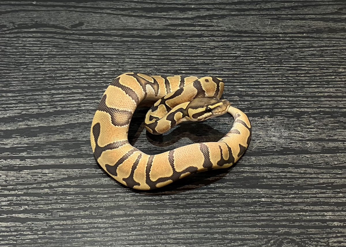 SHN_reptiles's tweet photo. 10月5日とんぶり市
エンチハイポヘテロTri-strip
・2025SHNCB ♂
→48000円税込
皆様のご来場お待ちします!
#SHNCB
#とんぶり市
#burikura https://t.co/iPTPQ6EqKo
