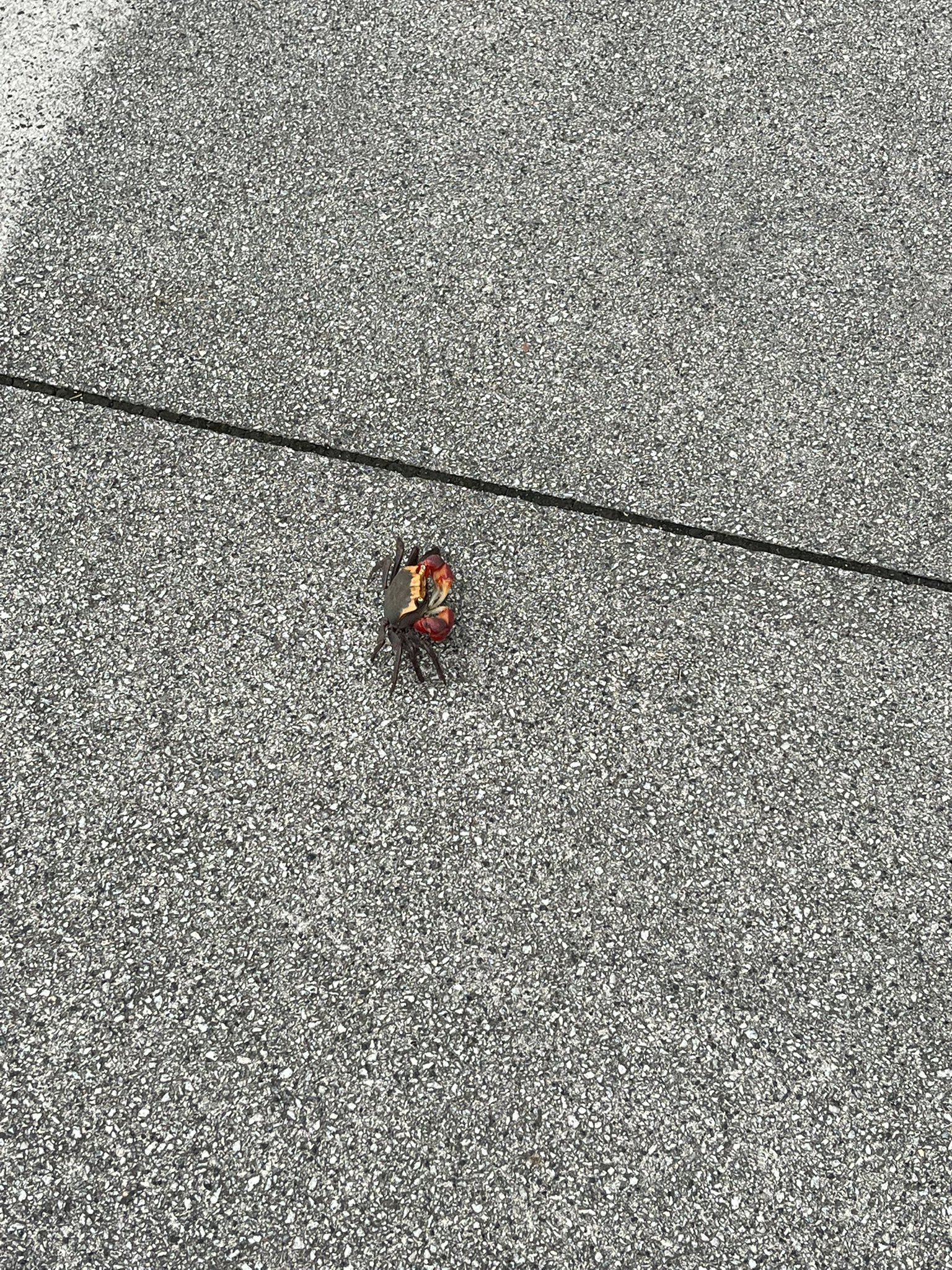 つじたろう🐟🦊⛩ (@smwk_tarou) / X