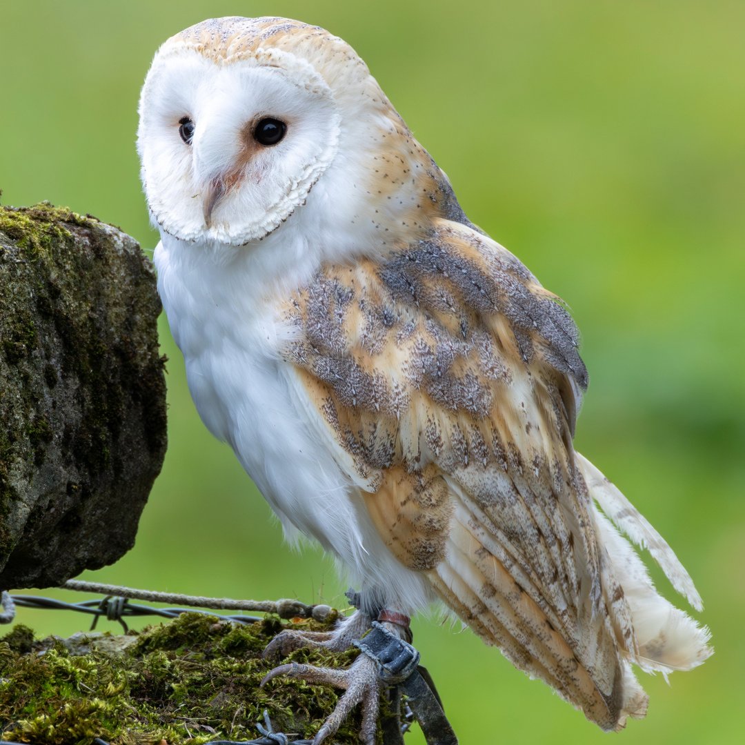 Don’t miss out: Your #ACRES advisor can submit an NPI application this year now or no later than 17 October 2025: agriland.ie/farming-news/a…

#acres #npi #irishfarming #barnowl