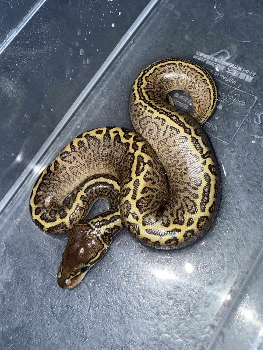 06shockwave's tweet image. 0.1 Monsoon 66%het Clown 50%het VPI Ax DG
qh VPI Ax DG Monsoon Clown
×
Mojave dh Monsoon Clown
#ボールパイソン
#ballpython
#06cb
