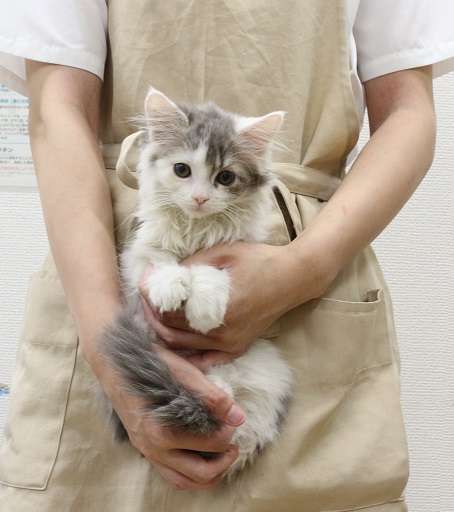 伊勢原ねこ様　①専用　透かしレンガ 渋かっこいい古典和風な猫首輪【かのこ紫】 - 猫の首輪専門店