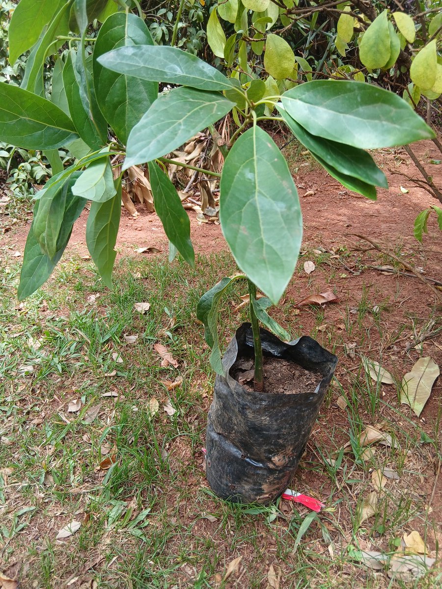 JumbeBenjamin's tweet image. I am ready with my tree . 
#treeplantingDay #GeenPlanet #GoGreen #TreesForFuture