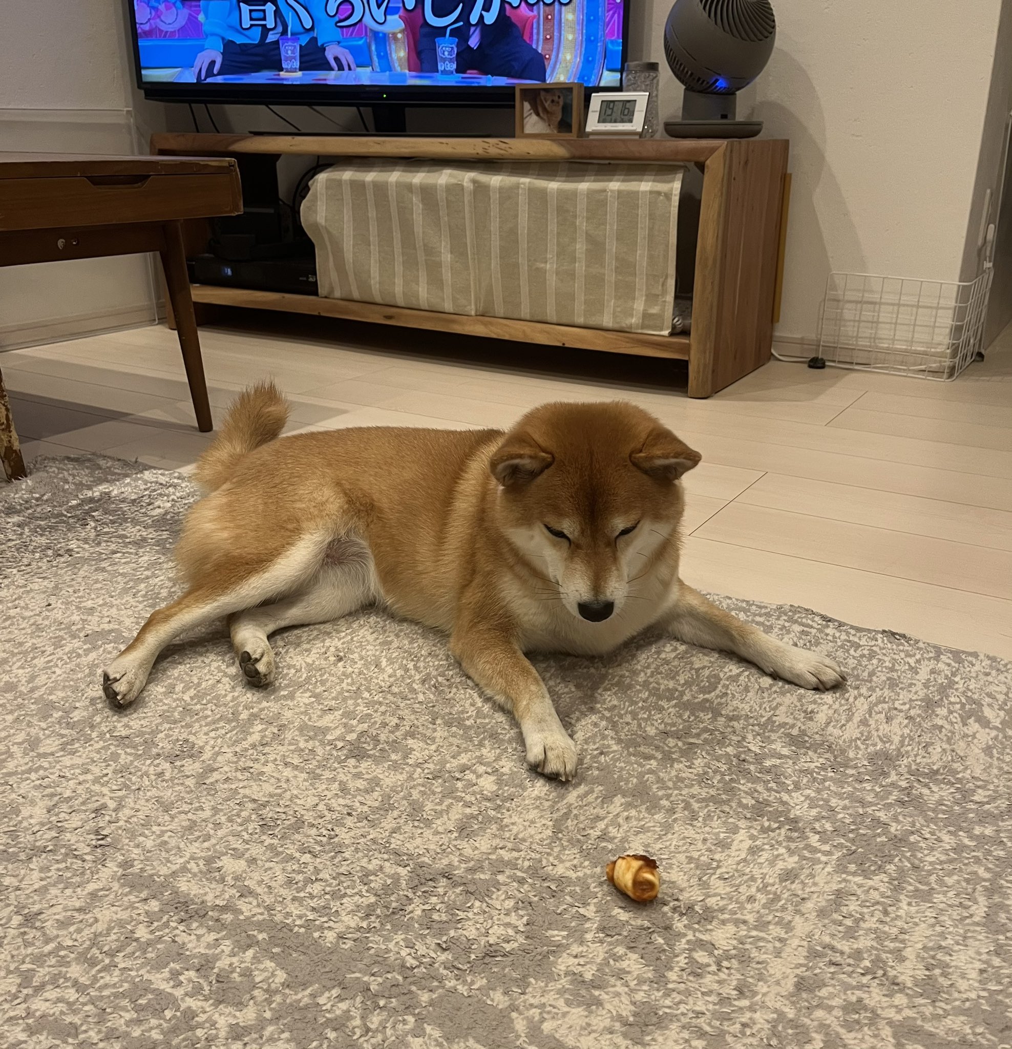 柴犬が好き 93966-387-
