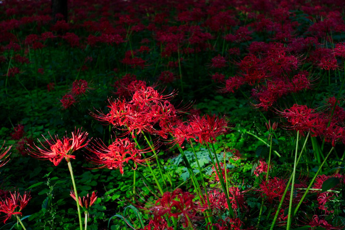 隣のおばあちゃんが
ピーク過ぎとる！！
って怒ってた。。笑
曼珠沙華公園
やっとツーリングにはいい季節😇
