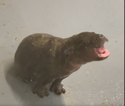 SolFksh's tweet image. Way too cute to fade $Hugo 
J3RbGBWQQuZ2MhsFRKbTkfvqkPu7hySMfa3jZ3dtpump