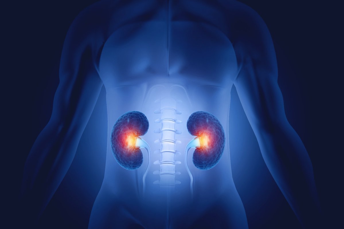 Human kidney organoids are unlocking new clues about how APOL1 mutations disrupt kidney cell energy—and could pave the way for targeted CKD treatments. 🧬 Read more: azolifesciences.com/news/20251003/… #KidneyDisease #Research