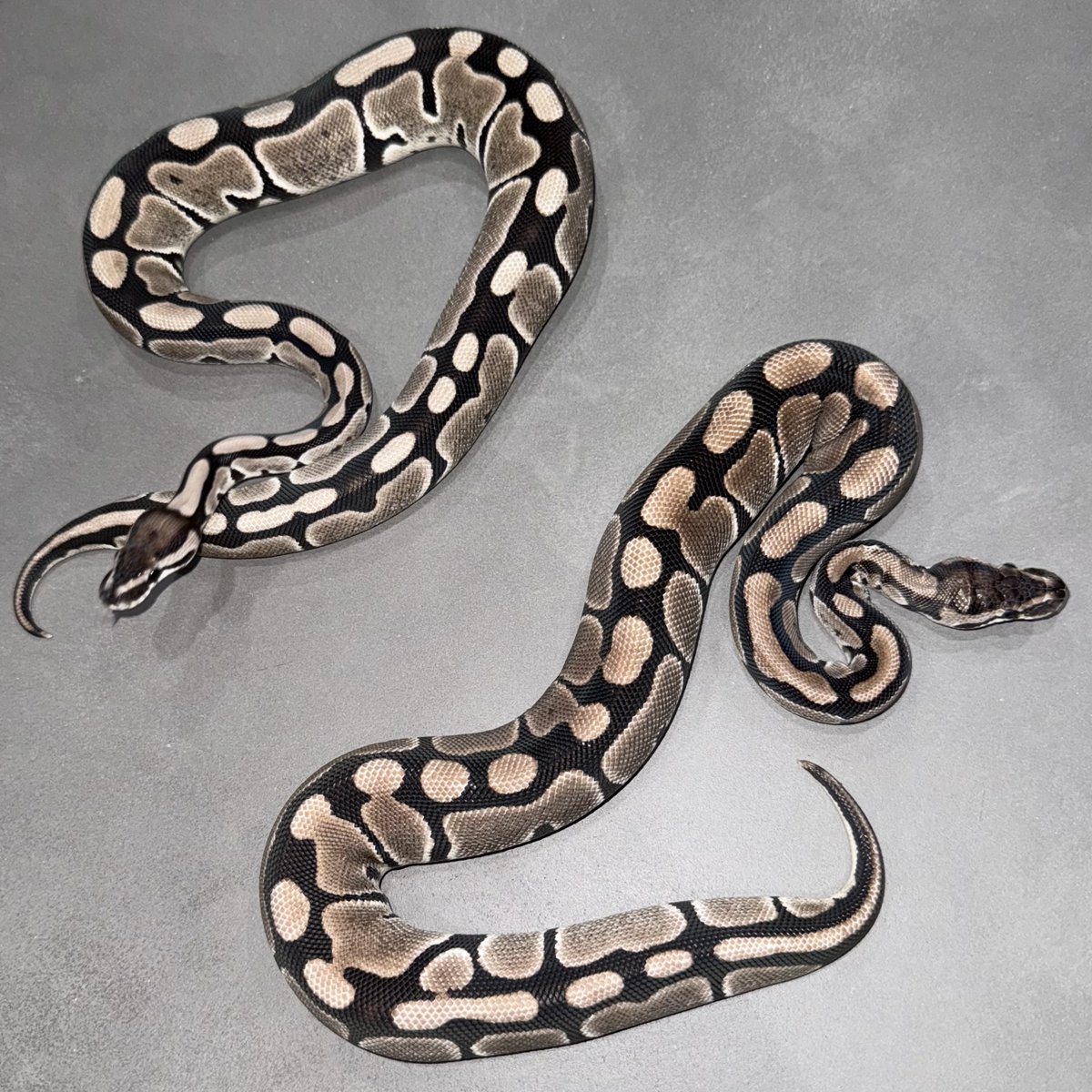 虎獅子 SOLD❌ 川普白化黑夜Tremper Albino Black Night Male🚹 #豹紋