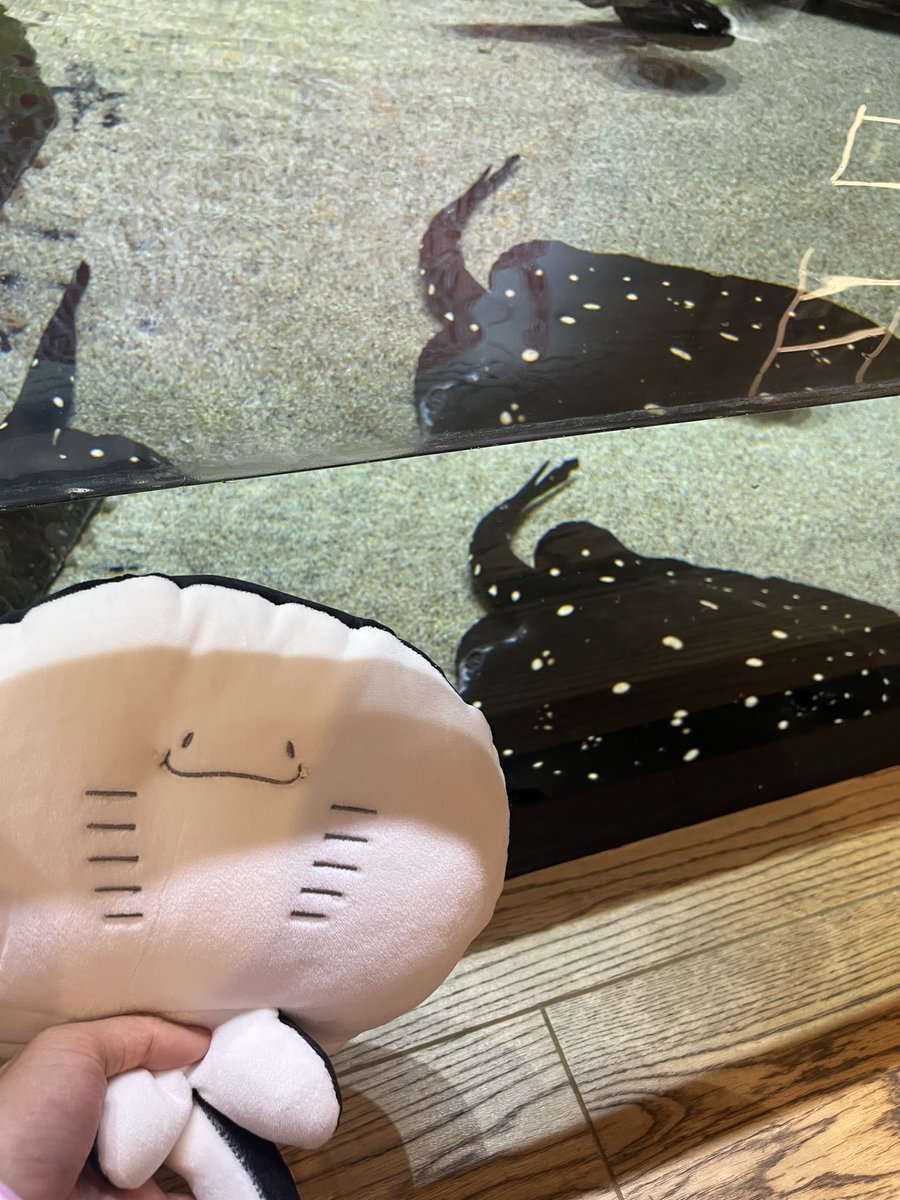 Aya_Ray_'s tweet photo. ポルカドットスティングレイ、ポルカドットスティングレイよ。
ポルカドットスティングレイ、ポルカドットスティングレイよ。 https://t.co/At9DbIykyM