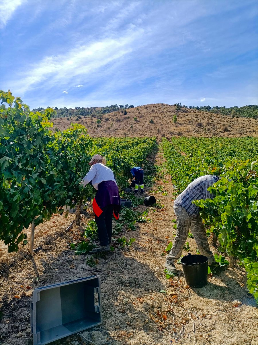 La vendimia es el momento más esperado. 
Es el resultado de todo un año de cuidado, paciencia y dedicación a la viña. Detrás de cada copa de vino tiene que haber un gran trabajo previo. 
La vendimia manual forma parte de nuestra identidad y exigencia. 
¡Gracias a todos!
🍇🍇🍇