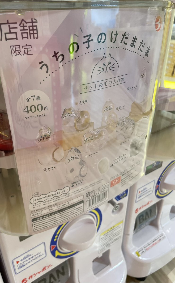 popocha67287175's tweet photo. お前こんなところに！！
うちの子のけだまだま！！

ぽぽちゃんぴったりの子よーー！！ https://t.co/3CsTqWloRp