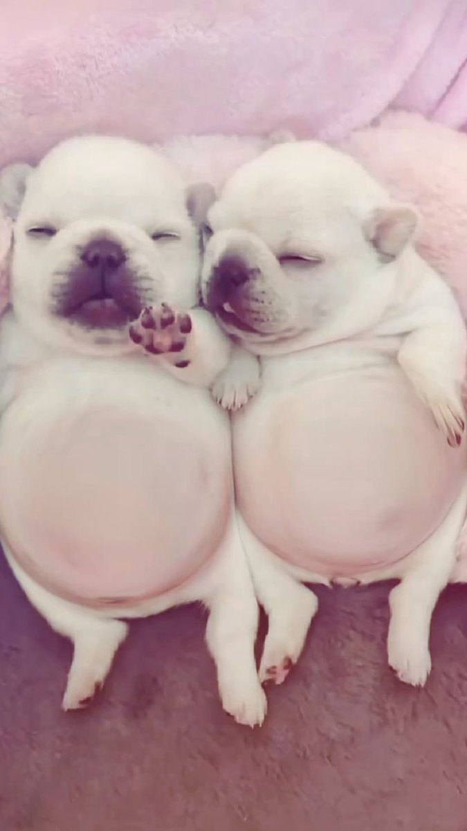 PibblePage's tweet image. gpibble :3