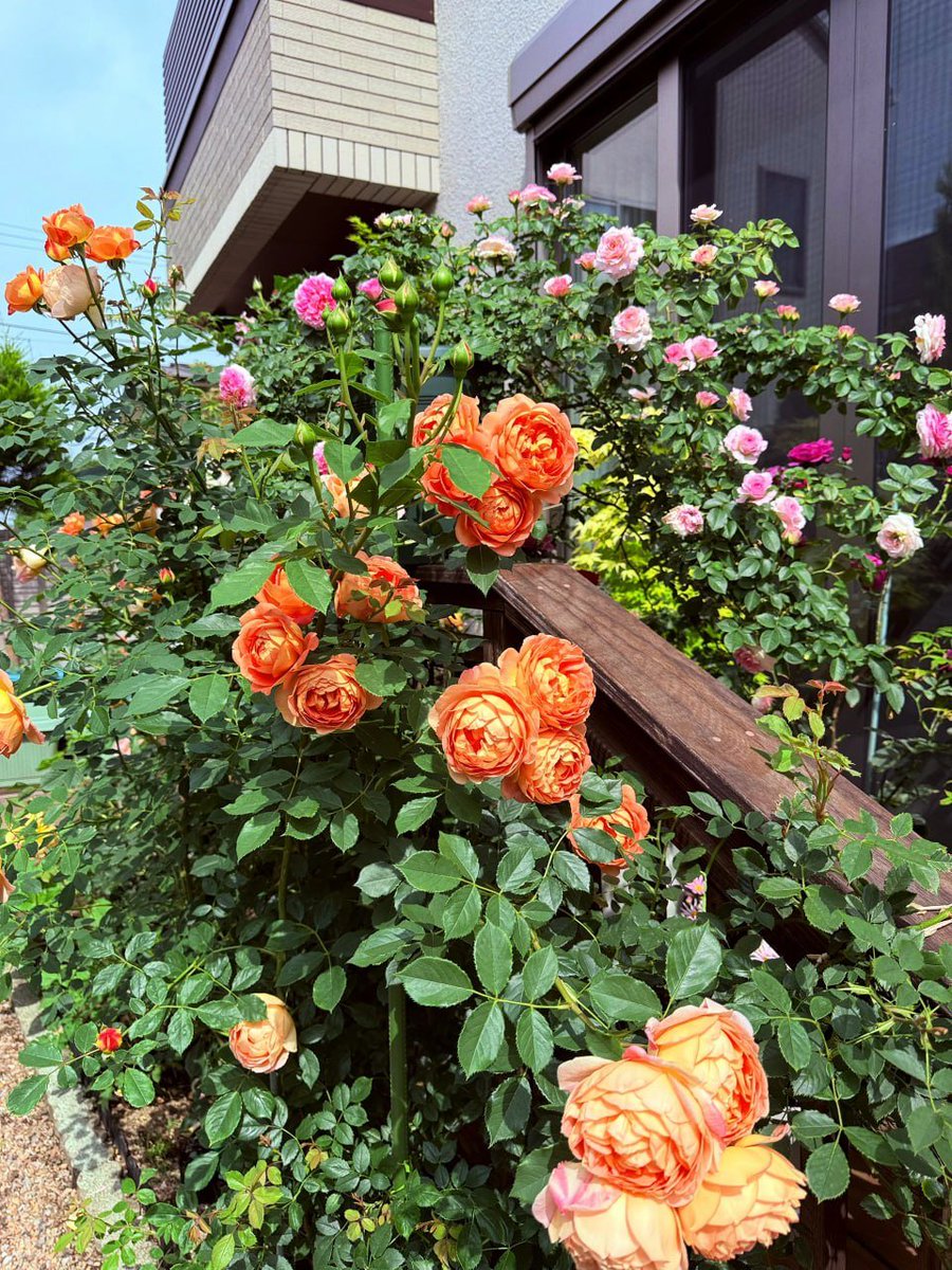 uyuyanpanda09's tweet image. 