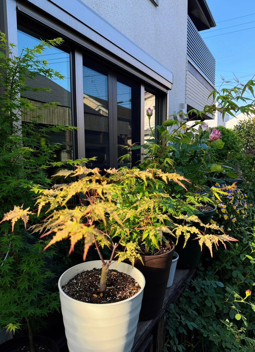 uyuyanpanda09's tweet image. 