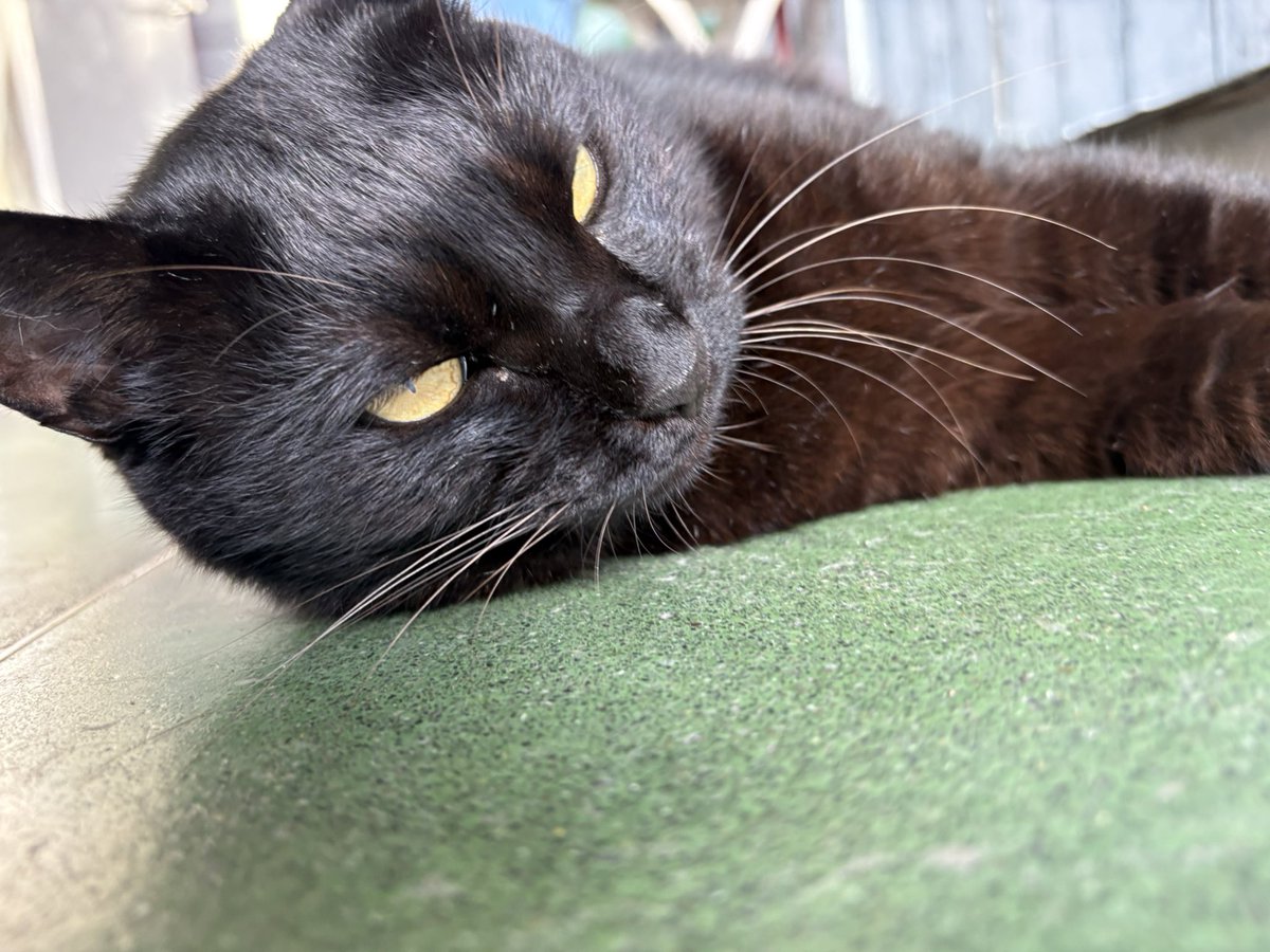 ENEOS椴法華SS🐈‍⬛黒猫専務のいるスタンド on X: 