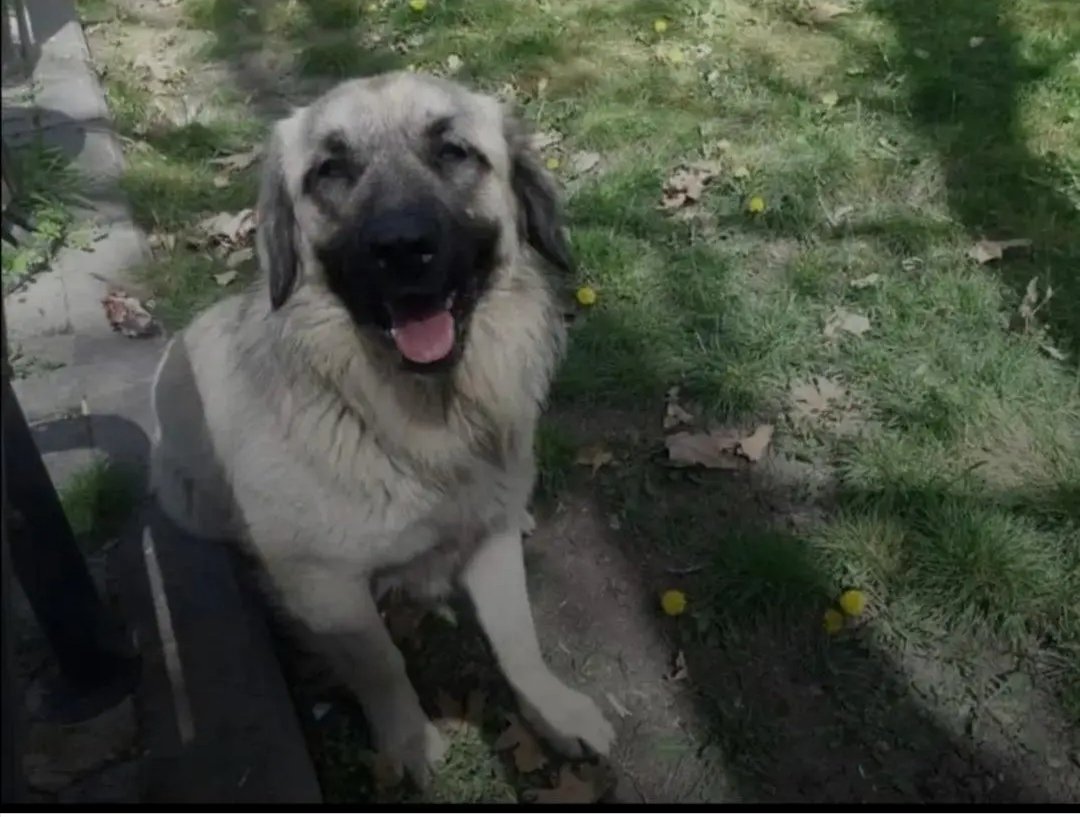 Erdoğanın emriyle AKP tarafından çıkarılan ve Mansur Yavaş tarafından en acımasız şekilde uygulanan Katliam Yasası nedeniyle parkta yaşayan zararsız gülerek bakan bu can yok edildi. Bunda vebali olan herkes umarım bedelini öderler