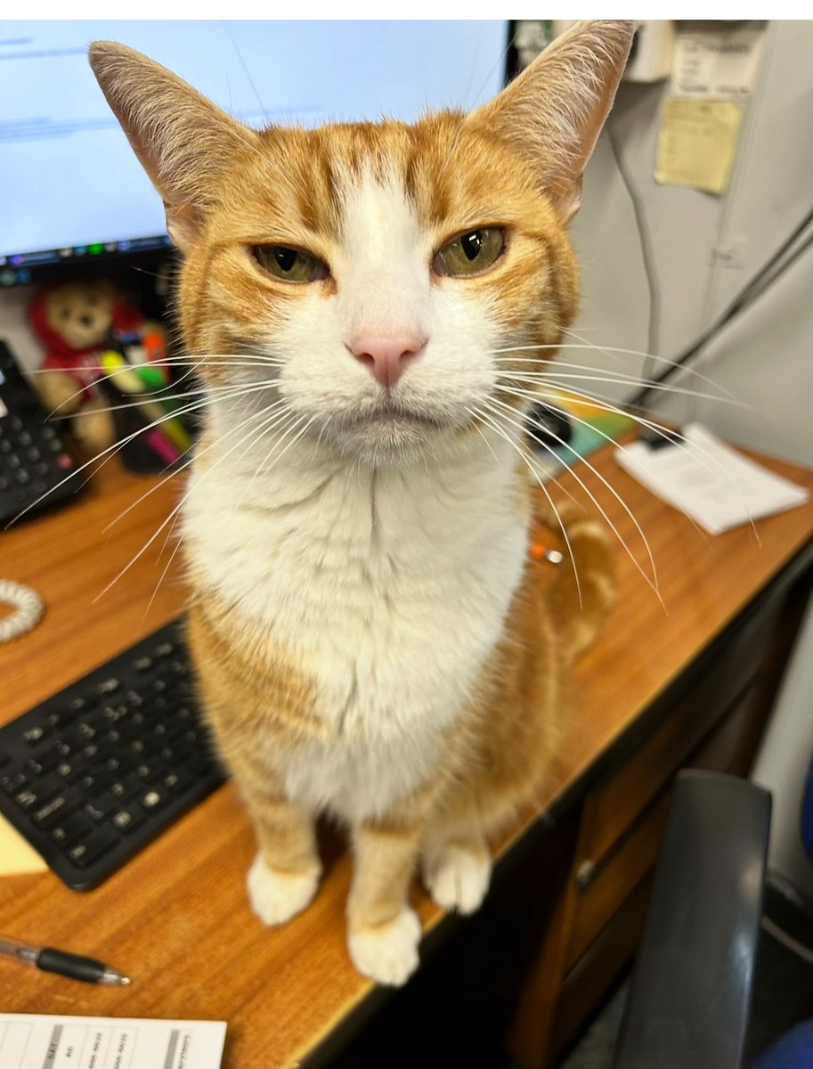 I told the FC I’d fixed the error code on her PC that had frustrated her
She looked impressed.
I said, “It was an ID ten T error.”
Looking perplexed, I said write it down so she wrote it down… ID10T.
The look on her face said it all 😳

Apparently, no treatos for me