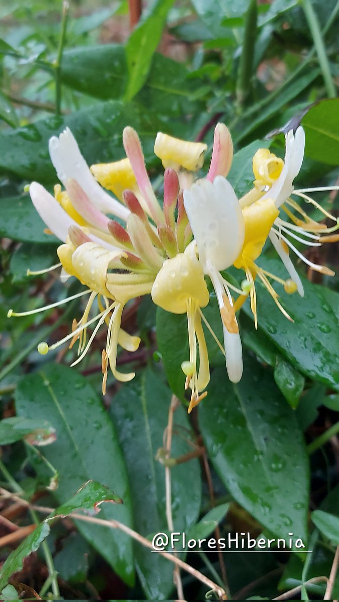 My Flora of Ireland tweet media