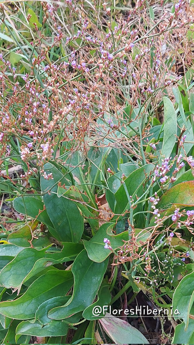 My Flora of Ireland tweet media