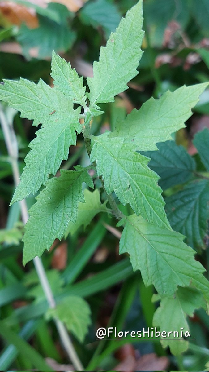 My Flora of Ireland tweet media