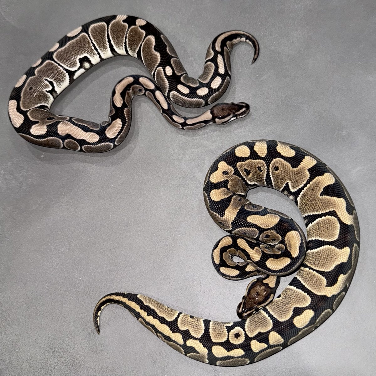 06shockwave's tweet image. 0.1 VPI Ax het Monsoon
0.1 het VPI Ax DG Monsoon 
0.1 VPI Ax het Monsoon Clown
#ボールパイソン 
#ballpython
#06cb