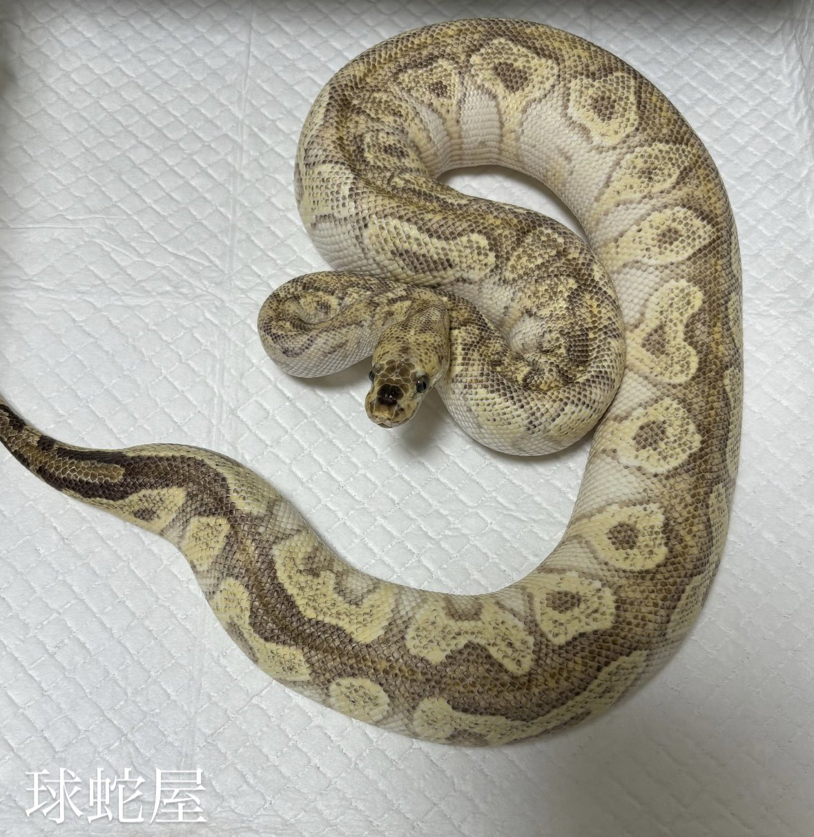 ボールパイソン抜け殻 ヘビの抜け殻（脱皮した皮）ボールパイソンの弐、時々更新