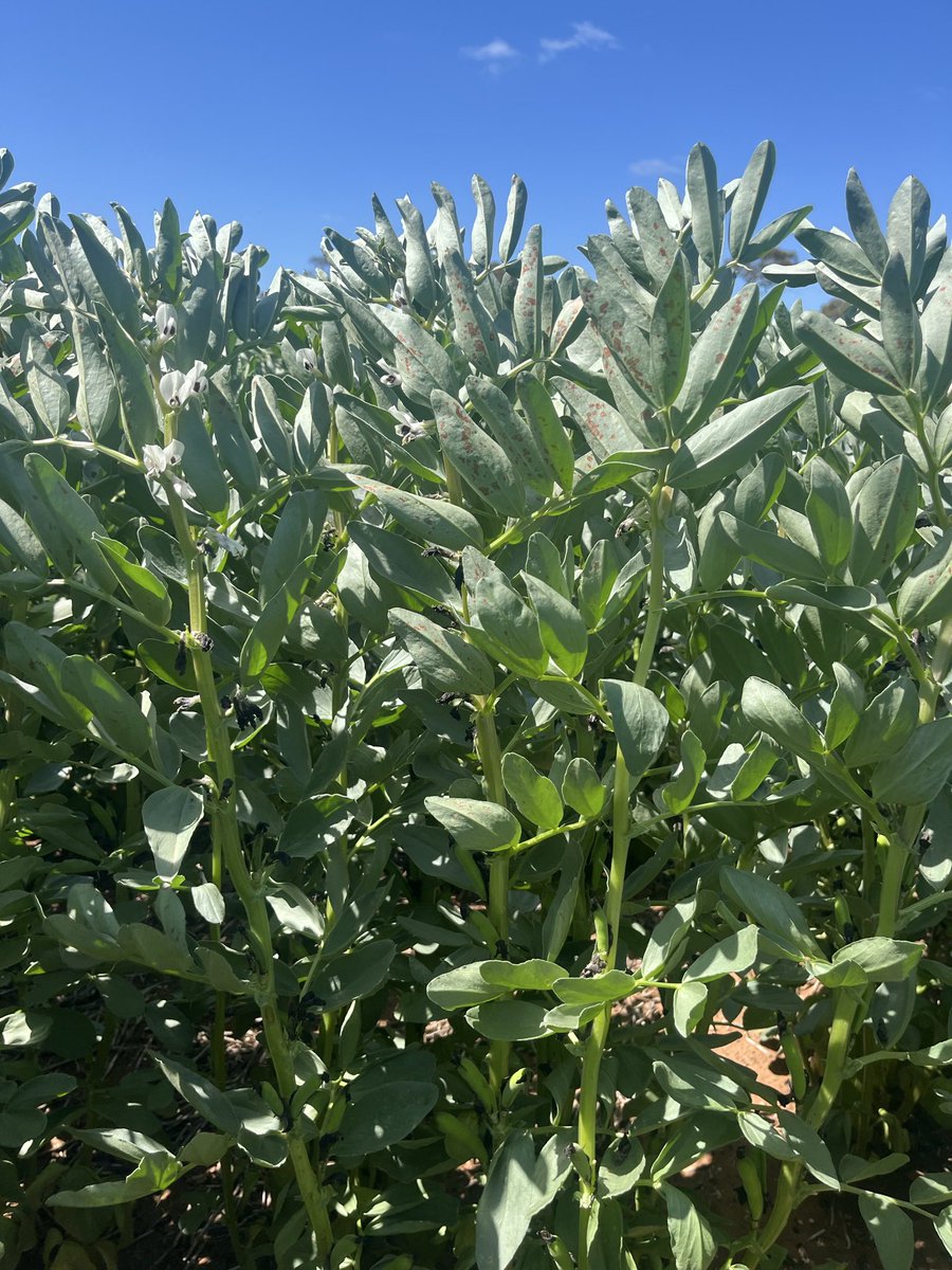 ConnorFuss's tweet image. Early samira’s which were fortunate to get out the ground end of April. Distinct protection line from Miravis Star applied at canopy closure mid/late August. Newest growth now infected with choccy spot despite dry a September. Canopy clean otherwise. Somewhat eye opening….
