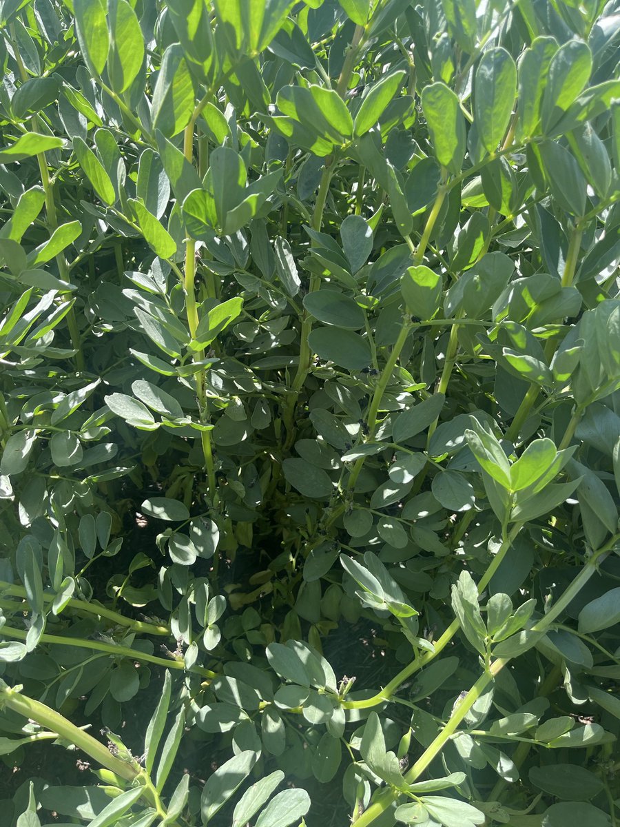ConnorFuss's tweet image. Early samira’s which were fortunate to get out the ground end of April. Distinct protection line from Miravis Star applied at canopy closure mid/late August. Newest growth now infected with choccy spot despite dry a September. Canopy clean otherwise. Somewhat eye opening….