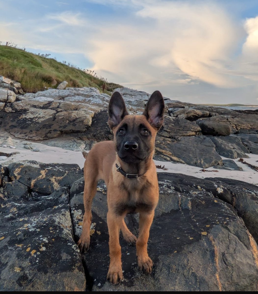 PSOSDogs's tweet image. ⚠️ ⚠️ ⚠️ PUPPY ALERT ⚠️ ⚠️ ⚠️
One of our pups, #TPDSkara, met her colleagues and some locals @PSOSWestIsles when she visited #Barra the other week.
Here she is at Eolaigearraidh Beach where she was loving life! Its all socialisation & environmental training at her age 🐶