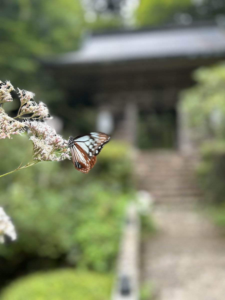 アサギマダラが飛来しています。

#アサギマダラ #フジバカマ