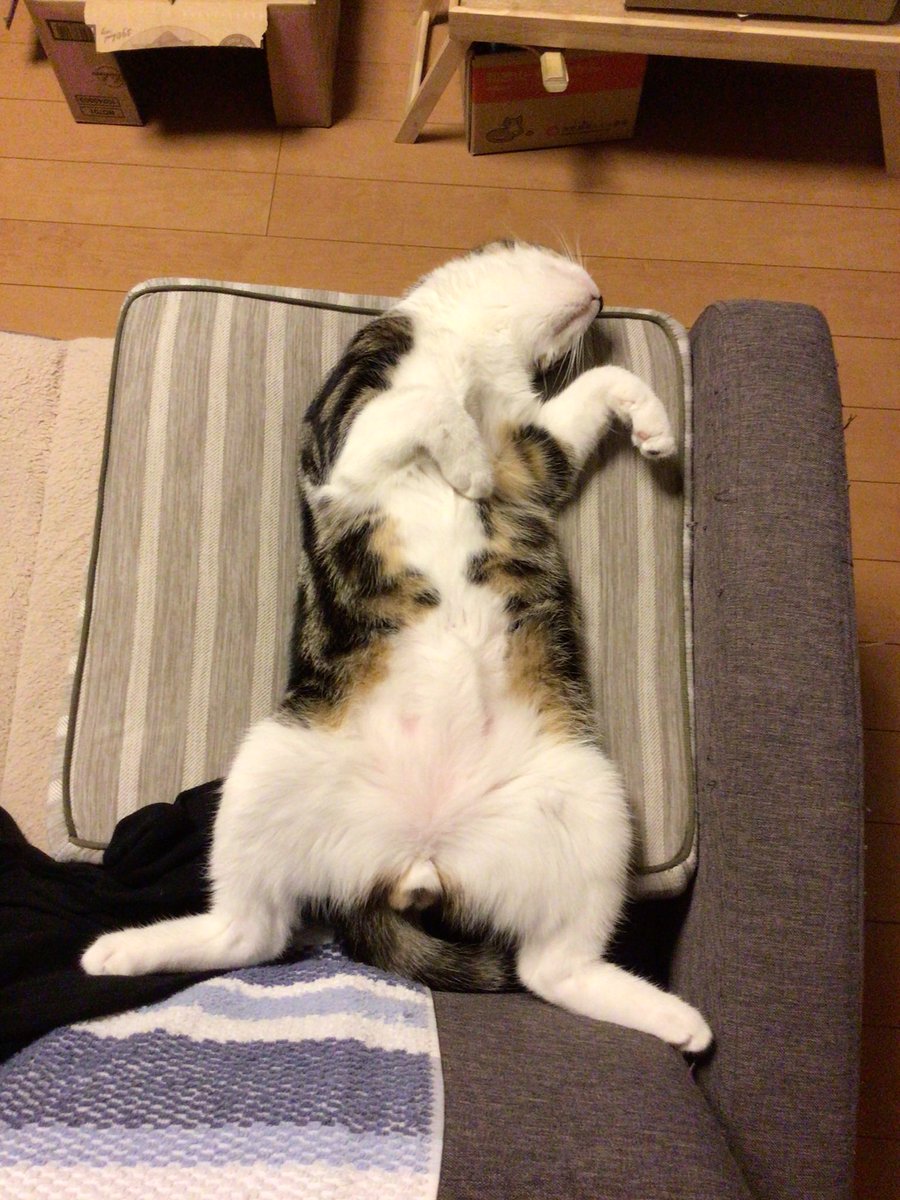 22ryo8's tweet photo. @MiniraDiary https://t.co/8sOSuVg0MI