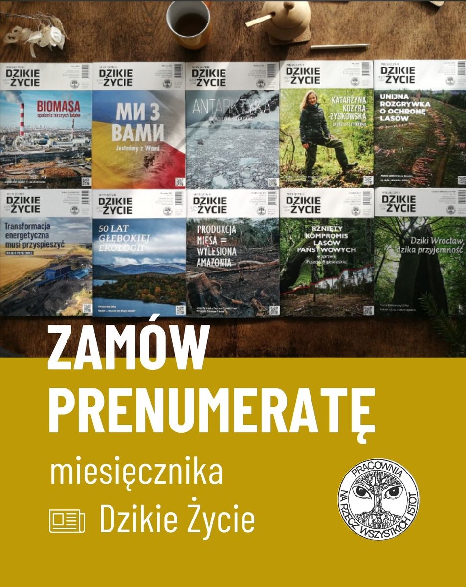 Miesięcznik <a href="/DzikieZycie/">Dzikie Życie</a> w prenumeracie - najlepiej!
Niezależne pismo poświęcone ochronie dzikiej przyrody co miesiąc u Ciebie w papierowym lub elektronicznym wydaniu. ❇️ Te tematy tylko tutaj:
sklep.pracownia.org.pl/miesiecznik-dz…